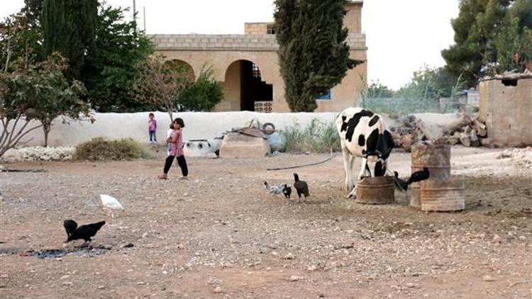 Kafa kesiyorlardı, internet yasaktı