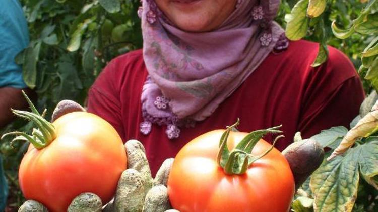 Yayla domatesi üreticinin yüzünü güldürdü