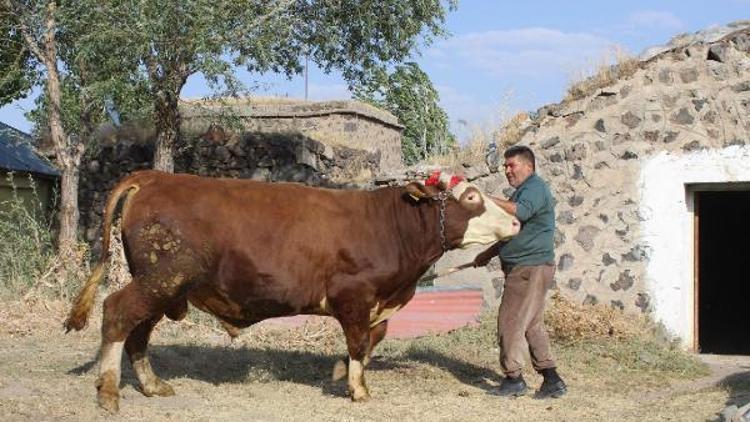 Besici, 1.5 tonluk boğayı alana otomobil de verecek