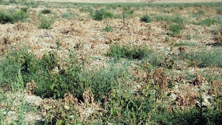 700 bin ton patates tarlada kaldı