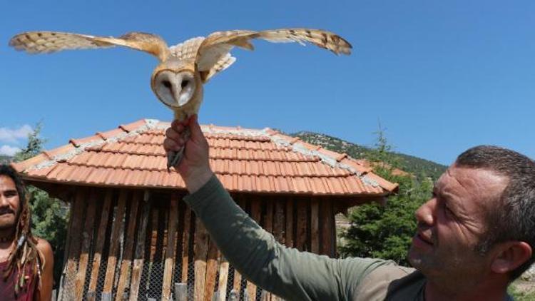 Peçeli baykuş Lisiniada tedavi ediliyor