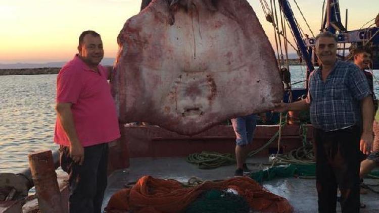 Saros Körfezi’nde dev vatoz balığı yakalandı