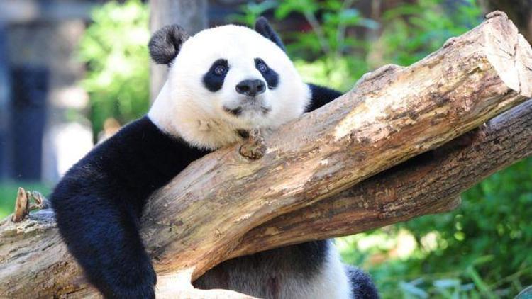 Dev pandalar şimdilik kurtuldu, gorillerin nesli tehlikede