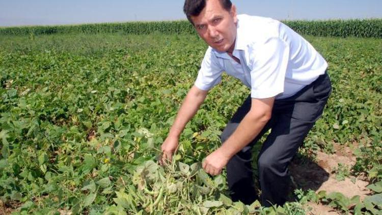 Patateste umduğunu bulamayan çiftçi fasulyeye yöneldi