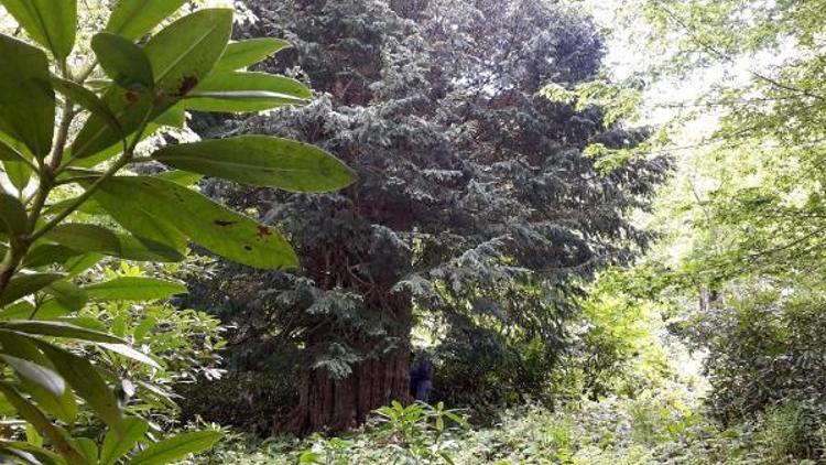 4 bin 112 yaşındaki porsuk ağacı tabiat anıtı ilan edildi