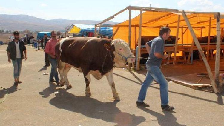 Kurban pazarına otobüs seferi