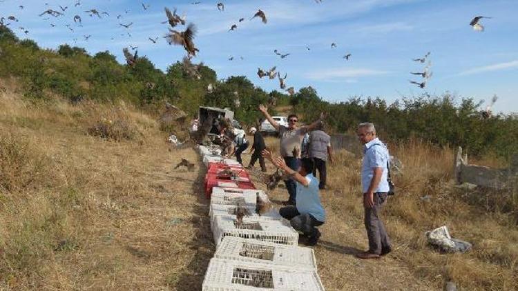 Edirne’de 1000 adet ‘çil keklik’ doğaya bırakıldı