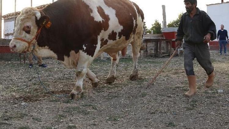 2 bin 207 kiloluk boğa