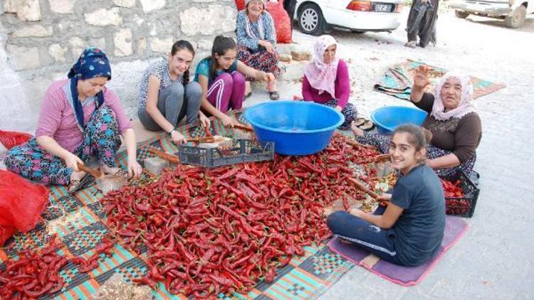 Besnide salça yapımı başladı