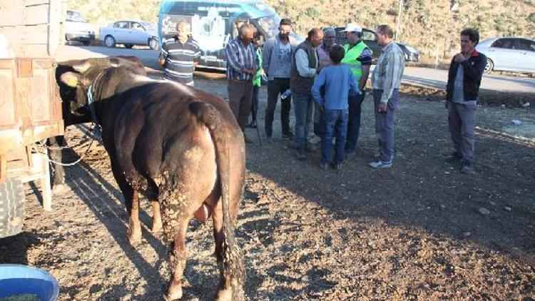 İhtiyaç sahipleri için 125 büyükbaş kurban