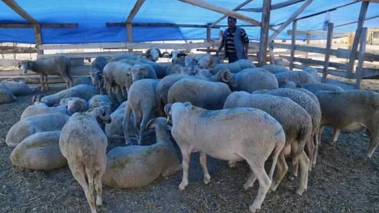 Kırklareli’de kurban kesim yerlerinde hazırlık