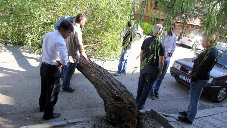 İki ayda üç ağaç devrildi