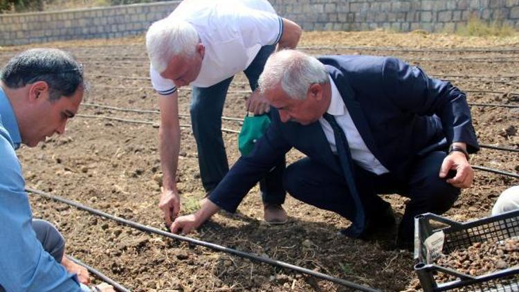 Akdağmadeni ilçesinde salep orkidesi yetiştirilecek