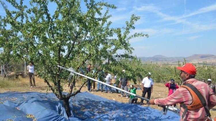 Kulalı çiftçilere badem yetiştiriciliği ve budama eğitimi