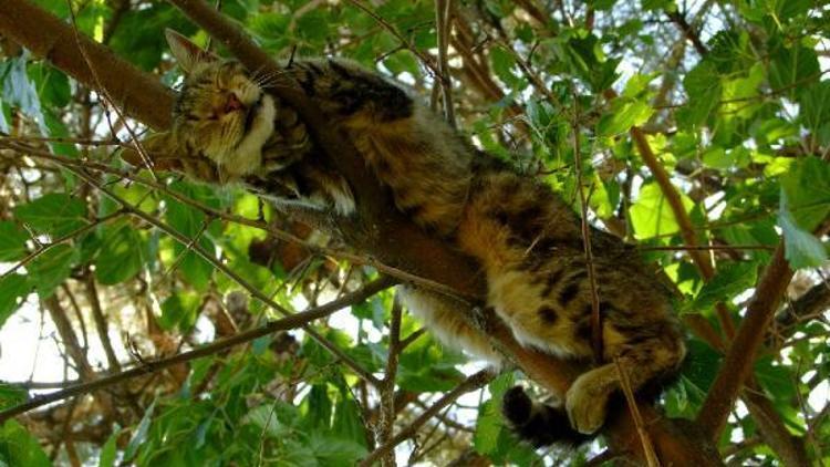 Kedinin ağaçta uyku keyfi