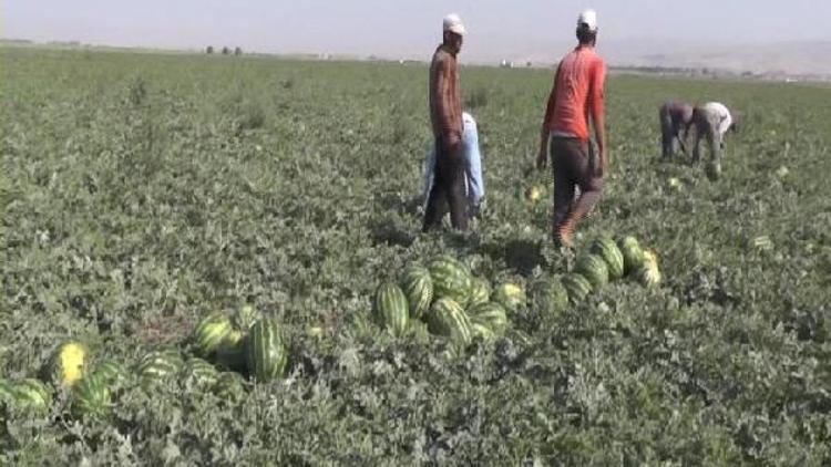 Muşlu karpuz üreticisinin yüzü gülüyor