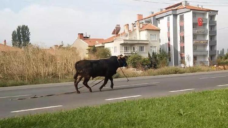 Kaçan boğayı kimse durduramadı