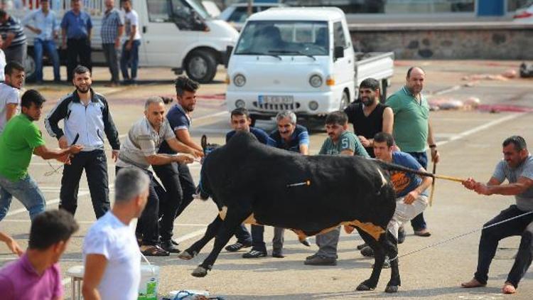 Bursada kaçan kurbanlık boğa AVM girişinde yakalandı (2)