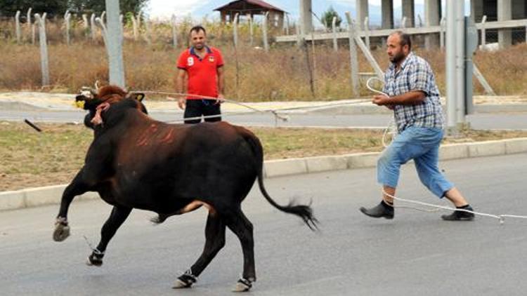 Kurbanım kaçtı nerede bulacağım