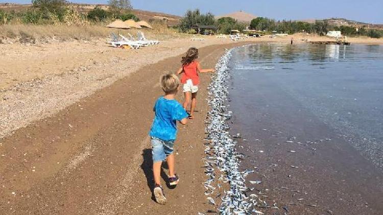 Bozcaada sahiline yüzlerce ölü balık vurdu