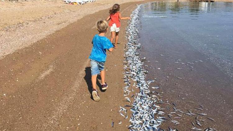 Bozcaada sahiline yüzlerce ölü balık vurdu