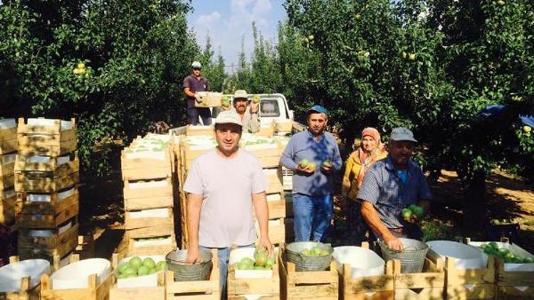 Korkutelide armut hasadı başladı