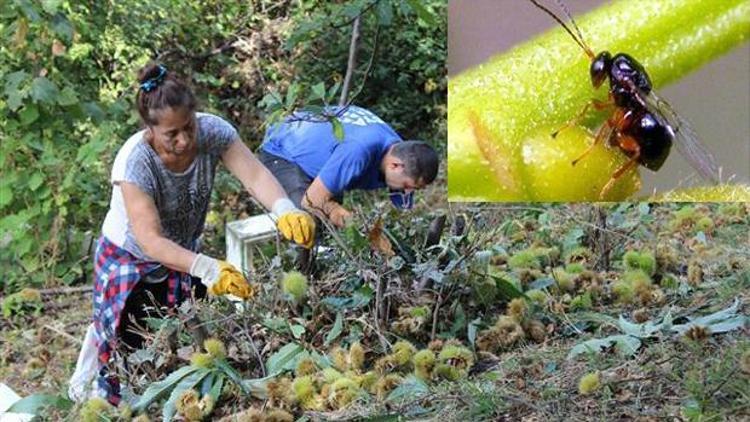 İtalyadan gemilerle geldiler, 20 bin ağacı kuruttular