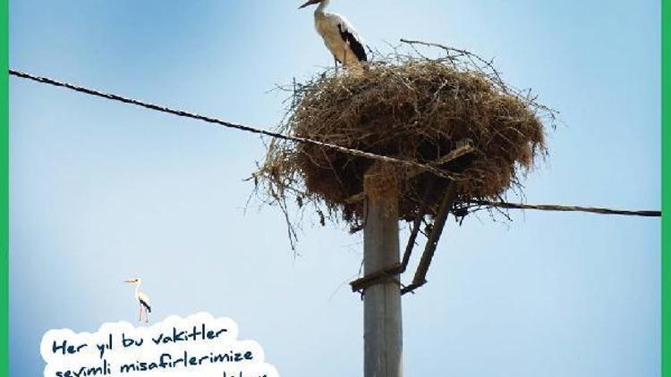 Yeni yapılan elektrik nakil hatlarına ‘kuşları koruma’ zorunluluğu