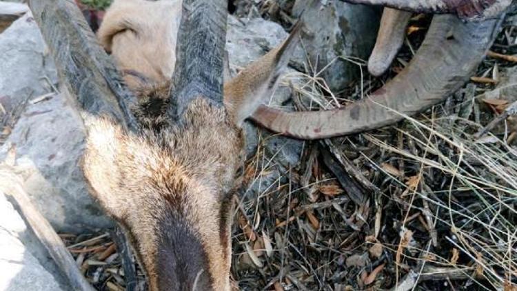 Koruma altındaki 2 dağ keçisi kaçak avcıların kurbanı oldu