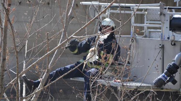 Misinaya takılan baykuş için jandarma köprüyü kapattı, itfaiye kuşu kurtardı