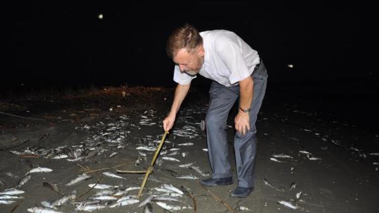 CHPli vekil, toplu balık ölümlerinin araştırılmasını istendi