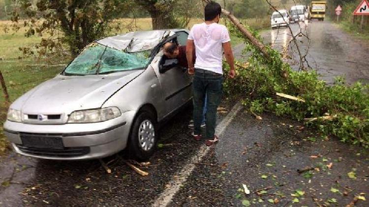 Seyir halindeki otomobilin üzerine ağaç devrildi: 4 yaralı