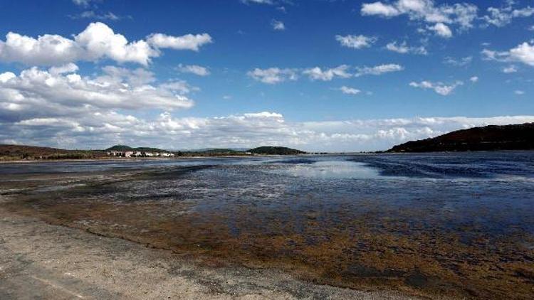 Ayvalık tuz gölünde kanal tıkanınca balıklar telef oldu