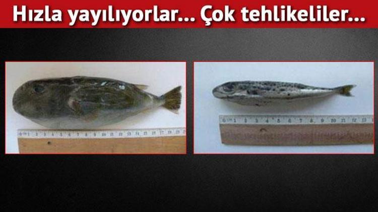 İzmir Körfezinde balon balığı tehlikesi...