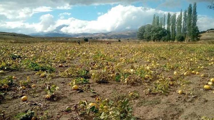 Tomarzada çerezlik kabak çekirdeği hasadı başladı