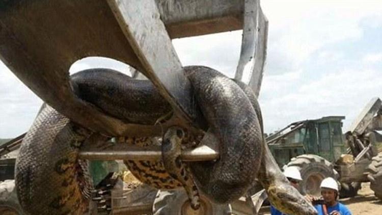 Dev yılanın görüntülerine sosyal medyada tepki