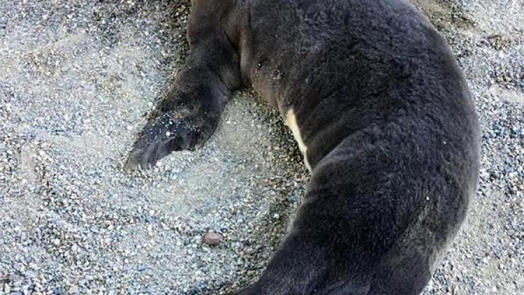 Gazipaşa sahilinde bulunan yavru Akdeniz foku korumaya alındı