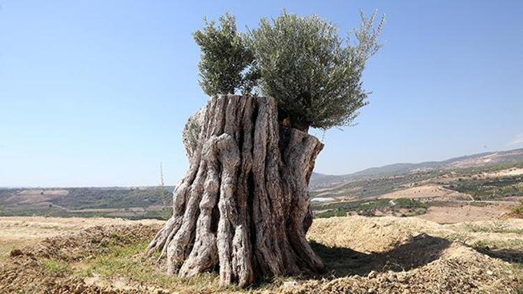 Mucize 800 yıllık ağaç...