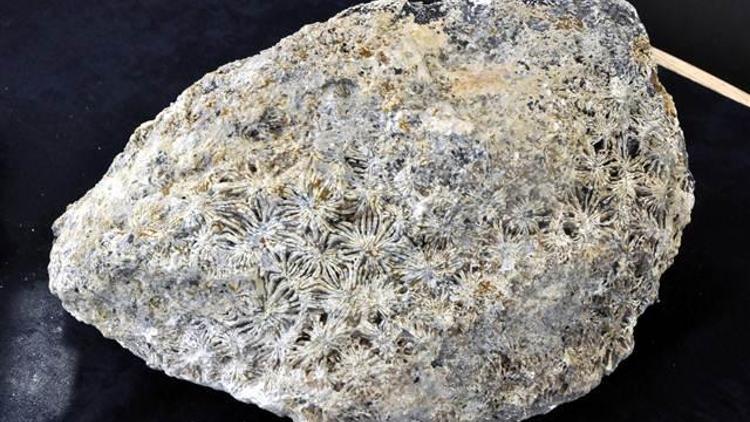 Antalyada 15 milyon yıllık deniz canlısı fosilleri bulundu