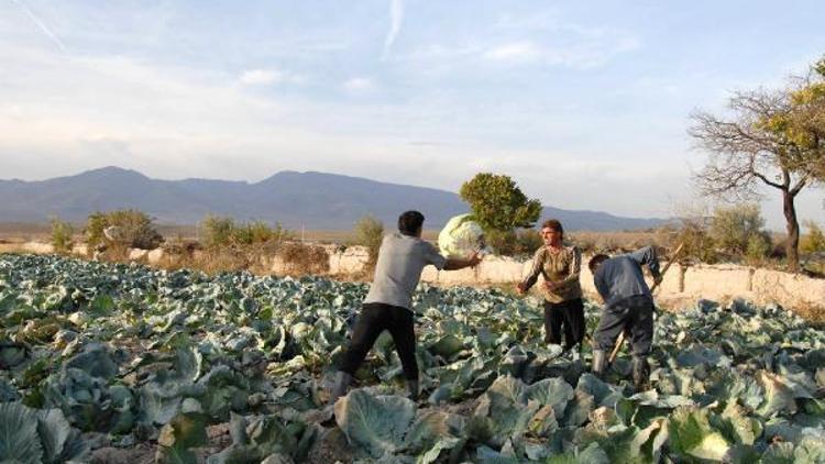 Niğdede lahana üreticiyi sevindirdi