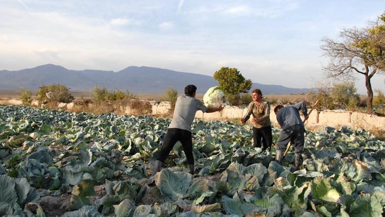 Niğde’de lahana üreticiyi sevindirdi