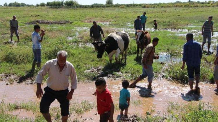 Suruçta taban suyu yükselen mahallenin sakinleri tedirgin