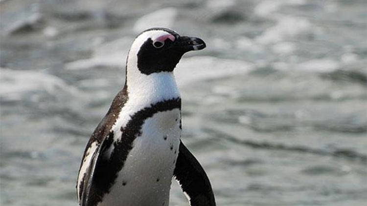 Afrika Pengueni Buddy için seferberlik