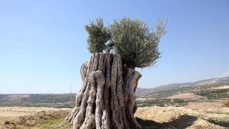 Olives harvested from 800-year-old tree cut down