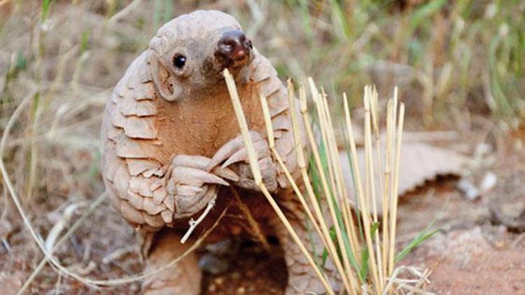 Çinliler için kötü ama pangolinler için iyi haber