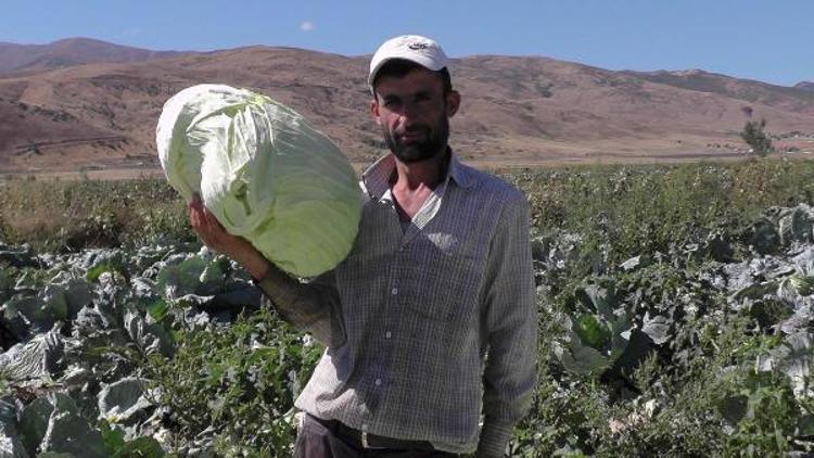 Muşta lahana hasat zamanı