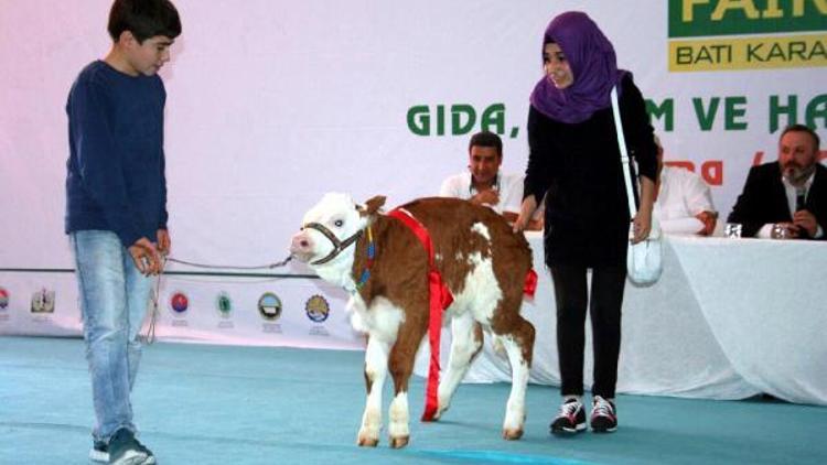 Zonguldakta, En güzel buzağı ve malak yarışması