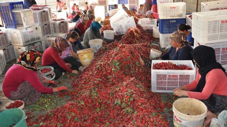 Kırmızı biber 2 bin kişiye istihdam sağladı