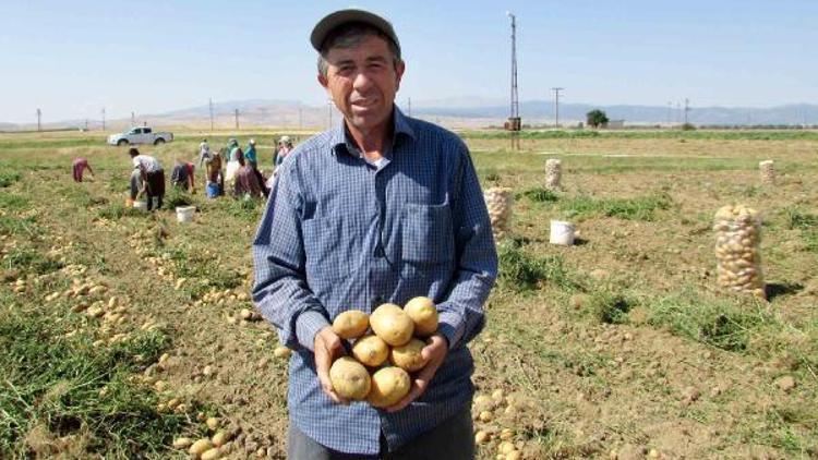 Sandıklıda patates üreticisi umduğunu bulamadı