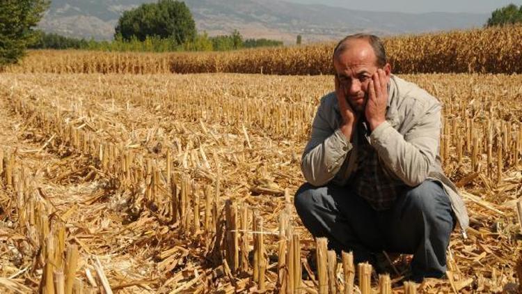 Mısır tarlasında hasat hırsızlığı iddiası